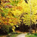 10월 30일(화).....힐링걷기(서울숲 ~한강시민공원 트레킹) 이미지
