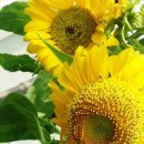 (주)스카이환경 이미지
