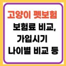 리라동물병원 | 고양이 펫보험 완벽 가이드 – 가격, 비교, 나이, 추천 등 총정리!!