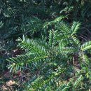 비자림의 아침 이미지