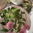 이쁘개귀엽개 | 햇살에 녹고 바람에 어는 3월이라 부를게요🌱