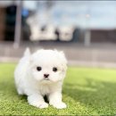 해피애견타운강아지분양서울본점 말티푸 미니비숑프리제 포메 이미지