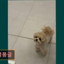 댕글 몽글 이미지