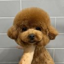 퍼피포유 이미지