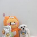 도톨그루밍 네이버블로그