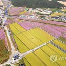 제7회 하동북천코스모스메밀꽃축제 이미지