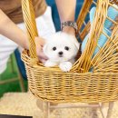 토비동물병원 | 송파강아지분양 고민의 해결사