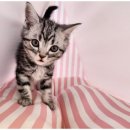 행복한강아지와고양이 이미지