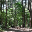 (1석 가능) 8월8일(토) 🌿 황장목 계곡길 &amp;안흥진빵,동화마을수목원 힐링길🚶‍♀️🚶‍♂️💚 이미지