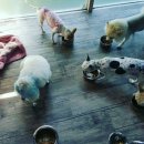 벤지애견 이미지