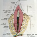 감각기관의 구조와 기능 및 치아의 구조( 대구 학당서는 다배운것임) 이미지