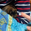 푸푸독 | [고양이, 강아지 덴탈워터] 정글몬스터 덴탈워터 | 마시는 치약으로 고양이 입냄새 잡기