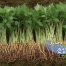 담양인삼