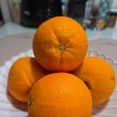 자른 순간 당황했다! 트레이더스🍊카라카라 오렌지 후기