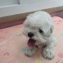 The dog 애견미용샵 이미지