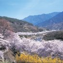 화개장터 벚꽃축제(경남 하동) 이미지