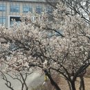 이방정건학 유공불망비 | [공지] 대구3월꽃구경 북구매화꽃명소 경북대학교 매화동산, 2026년 개화 실시간 현황