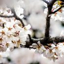 행복한나무치과의원 이미지