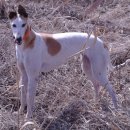 사비켄넬 이미지