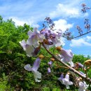 오동나무 이미지