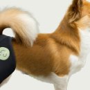 마요 펫 이미지