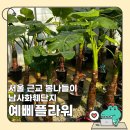 남사-5 | 남사화훼단지 예삐플라워 서울 근교 봄나들이 후기 다양한 꽃과 관엽식물
