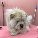 마이핫독 이미지