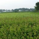 금영농장 이미지