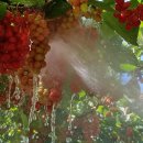 개금농장 이미지