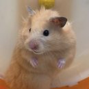 와우펫앤쥬(기장점) 이미지