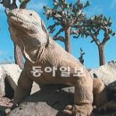이구아나 이미지