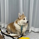 스튜디오시시
