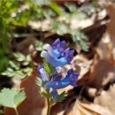 야생화 민박 이미지