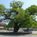 신록1로 이미지