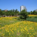 고인돌공원 Daum카페