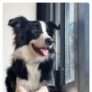 다산 애견훈련소 이미지