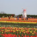 신안 임자도 아름다운 튜립축제(1) 이미지