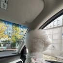 마추피추애견블랙 | 서울 근교 단풍 캠핑하기 좋은 '용인 단풍숲캠핑장' (펭귄사이트 / 애견 동반 가능 / 마추픽추 에어오션)