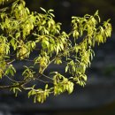 조경기능사(실기) 이미지