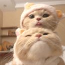 꽁냥꽁냥 이미지