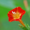 Glory Star 이미지