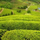 녹차향기 이미지