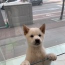 시바나라 이미지