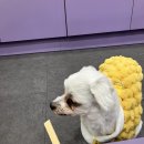 휘게 펫케어 | 세심함이 느껴졌던 휘게펫케어 수원영통점 이용 후기