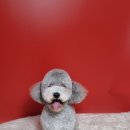 몽쉘몽봉 이미지