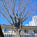 동래향교 | 부산 뚜벅이 여행 갈만한곳 혼자 부산여행 추천 동래향교