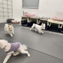 에덴 펫 택시 | 애견 유치원 호텔 선생님들이 따뜻하게 챙겨줘서 너무 좋은 곳 에덴애견유치원호텔