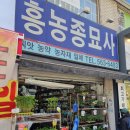 구리 흥농종묘사 모종 추천 가격 후기 키우는법까지 텃밭 8년차 찐후기