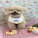 마이티그루밍 약수점 이미지