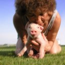 돼지 사육 농장의 지옥같은 돼지의 일생,,출생에서 도살까지 이미지